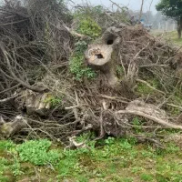 درخت ته درخت از خاک در اومده مجانی|خدمات باغبانی و درختکاری|احمدسرگوراب, |دیوار