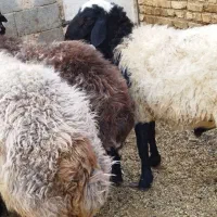 میش لاکن وشال وافشاروبره چاق دورگ غزل|حیوانات مزرعه|اردکان, |دیوار
