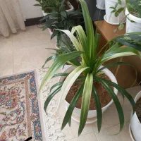 کیف نیه گل|کیف، کفش، کمربند|سنندج, |دیوار