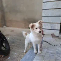 فروش سگ پامر پاکوتاه ماده|سگ|ساری, |دیوار