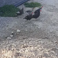 فروش جوجه محلی، بوقلمون وغاز