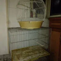 فروشی فوری|پرنده|تهران, استاد معین|دیوار