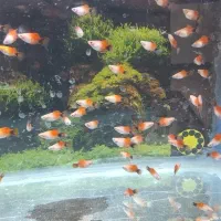 ماهی پلاتی میکی موس آکواریوم|ماهی|ملایر, |دیوار