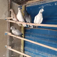 کبوتر فروشی شخصی ۵ عدد قیمت توافقی|پرنده|سمنان, |دیوار