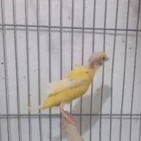 قناری ماده آماده کشیده