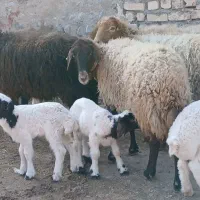 میش زاییده بره نر