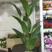 گیاه مصنوعی|گل مصنوعی|بندرعباس, |دیوار