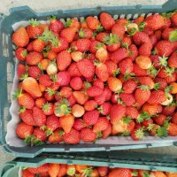 فروش گلخانه|فروش دفتر صنعتی، کشاورزی، تجاری|باغ حلی, |دیوار