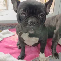 فروش سگ|سگ|امیرکلا, |دیوار