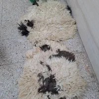 پوست گوسفند خشک
