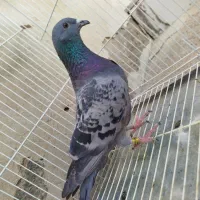 کفتر رنگه|پرنده|درمیان, |دیوار