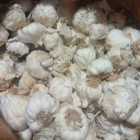 سیر بذر ممتاز شاه آباد