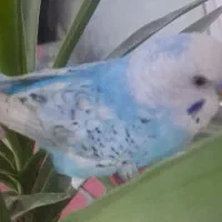 مرغ عشق|پرنده|تبریز, |دیوار