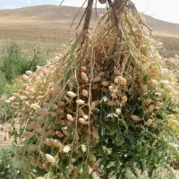 اکیپ بارزنی (هویچ سیب زمینی)