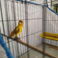 قناری|پرنده|شیراز, کوشک میدان|دیوار