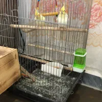 طوطی عروس هلندی درجه یک