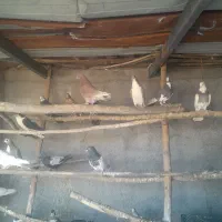 پرنده رنگی|پرنده|مبارکه, |دیوار