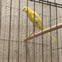 پرنده مرغ عشق قناری