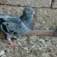 کبوتر  مسافتی|پرنده|شیراز, شاهچراغ|دیوار