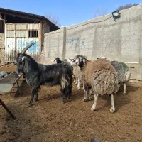 بره ماده افشار کبود روزگاری بره قوچ بزغاله نربز|حیوانات مزرعه|رودهن, |دیوار