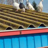 کفتر|پرنده|آق قلا, |دیوار