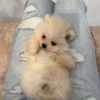 پامرین خرسی|سگ|تهران, گیشا|دیوار