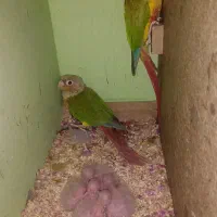 جفت گرینچیک اناناسی / کارخانه جوجه کشی