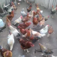 خروس گلپایگان