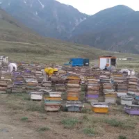 عسل و لبنیات