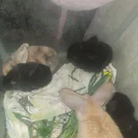 بچه خرگوش 14 روز لوپ هلندی اصل|موش و خرگوش|تربت‌حیدریه, حاجی یار‎|دیوار