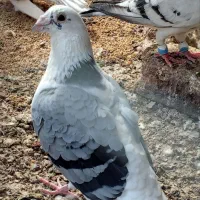 جفگاه زرهی