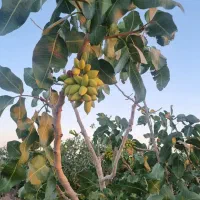 باغ پسته اسلامیه