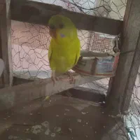 مرغ عشق سخن گوه نر1عدد|پرنده|رودشت (چهارمحال و بختیاری), |دیوار