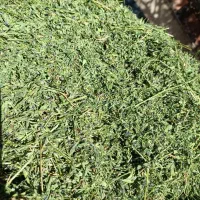 یونجه غذای اصلی خرگوش و خوکچه هندی