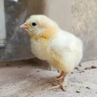 جوجه گلین و برهما دورگه|حیوانات مزرعه|قم, حنیف نژاد|دیوار