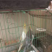 عروس هلندی ۲ جفت۲۰۰۰۰۰۰ بیدونی قفس|پرنده|پردیس, فاز ۱۱|دیوار