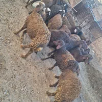 بره قزل افشار|حیوانات مزرعه|لالجین, |دیوار