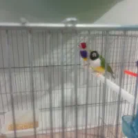 فروش فنچ‌گلدین‌کار‌داده‌