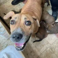 سگ پیتبول|سگ|تهران, جیحون|دیوار