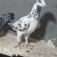 کبتور جوجه گیری|پرنده|شیروان (خراسان), |دیوار