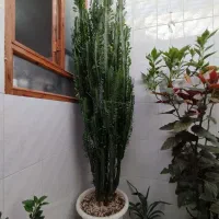گل افوربیا غول پیکر