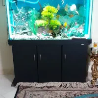 آکواریوم