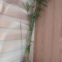 گل زیبا وپر گل برای زیبایی منزل گلخانه شم|گل و گیاه طبیعی|اراک, |دیوار