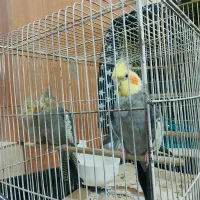 عروس هلندی|پرنده|تهران, خانی آباد نو شمالی|دیوار