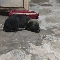 سگ  رایگان