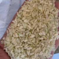 برنج کامفیروزی چمپا|خوردنی و آشامیدنی|کازرون, |دیوار