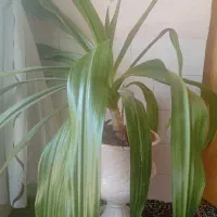 گل موزی و سانسوریا