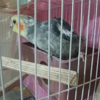 جوجه عروس هلندی