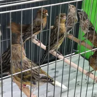 فروش قناری بصورت تک و تعداد|پرنده|ساری, |دیوار