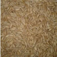 گندم هشترود